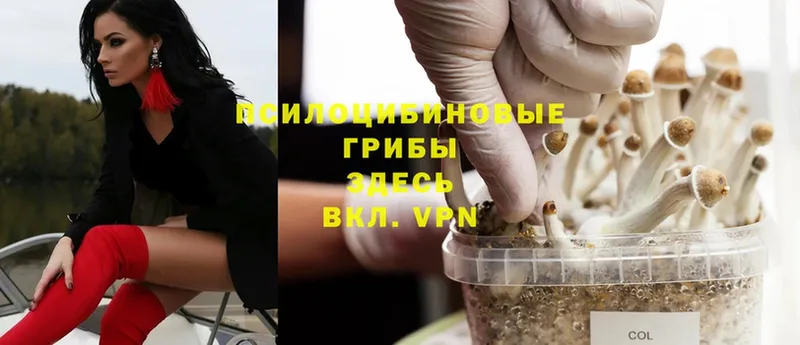 наркотики  Тайга  Галлюциногенные грибы Psilocybe 